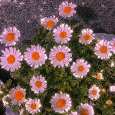 神明秩序幻域神姬公测版下载